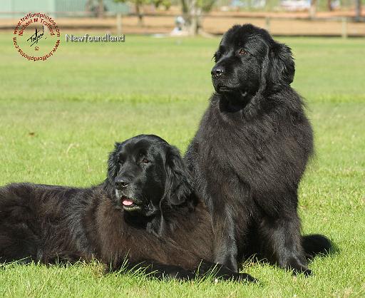 Newfoundland 9M100D-086.JPG